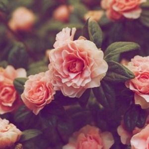 Meet your Posher, Ella